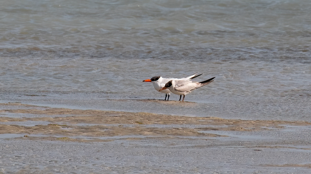 Caspian Tern